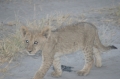 M lion cub